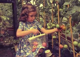 Kirsty picking tomatoes
