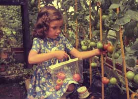 Kirsty picking tomatoes