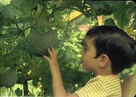 Iain with melon